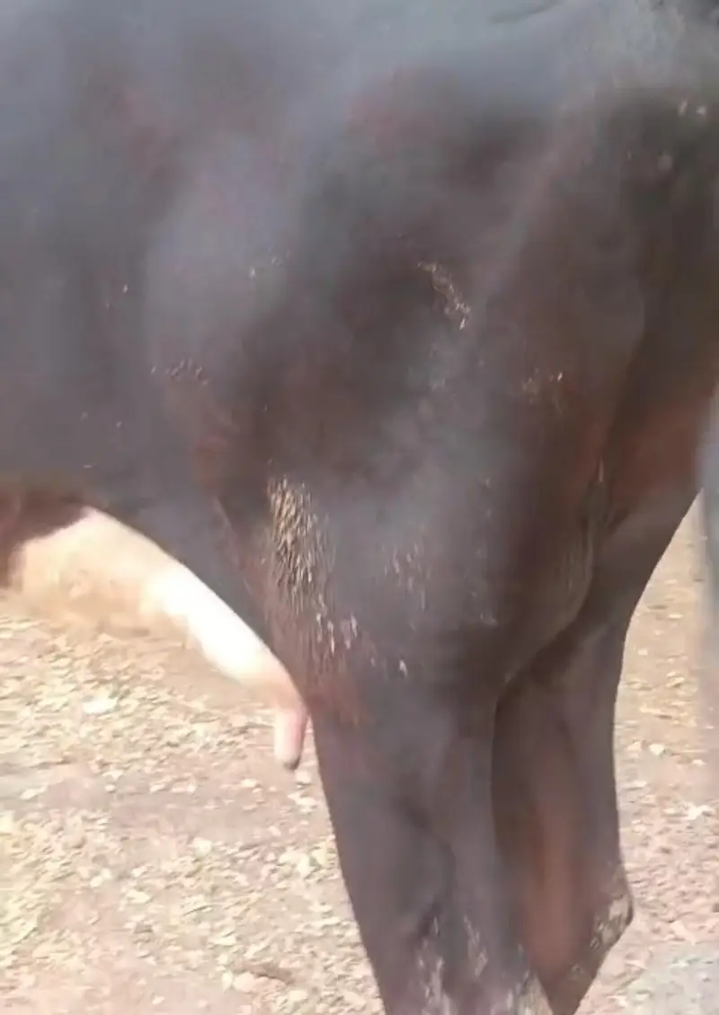 fresion cross cow/ Frizan cow for sale — photo 3