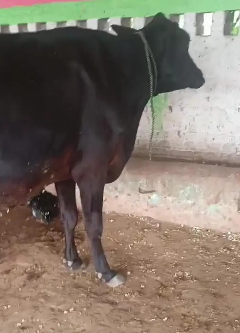 fresion cross cow/ Frizan cow for sale — photo 4