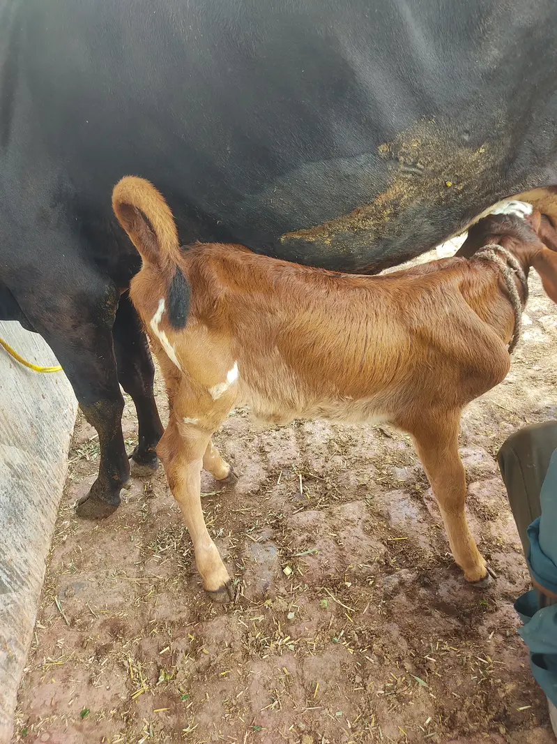 fresion cross cow/ Frizan cow for sale — photo 5