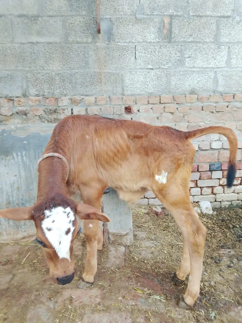 fresion cross cow/ Frizan cow for sale — photo 6