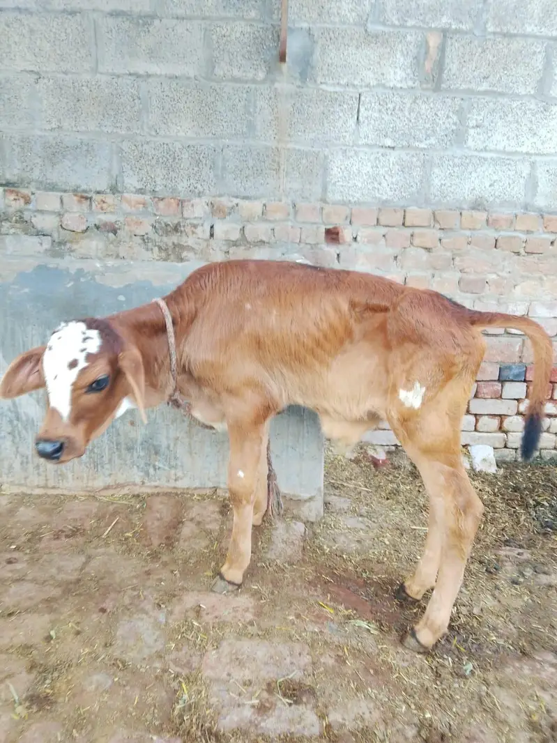 fresion cross cow/ Frizan cow for sale — photo 7