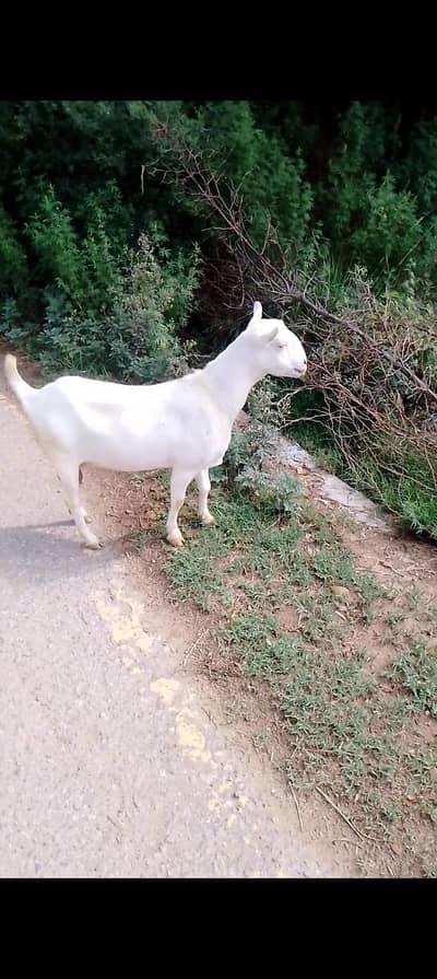 zero size pure Ghaban Barbari Goat for sale