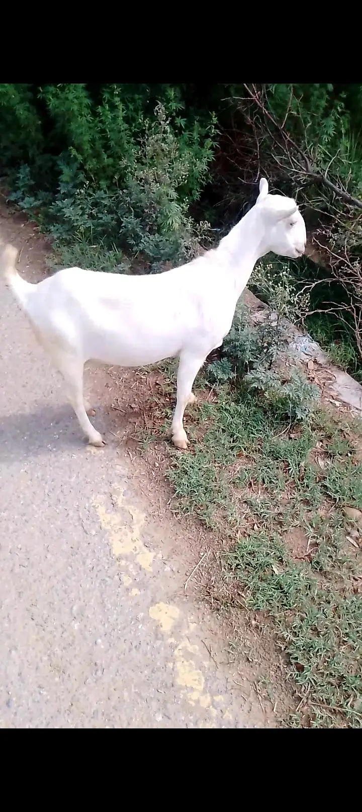 zero size pure Ghaban Barbari Goat for sale — photo 2