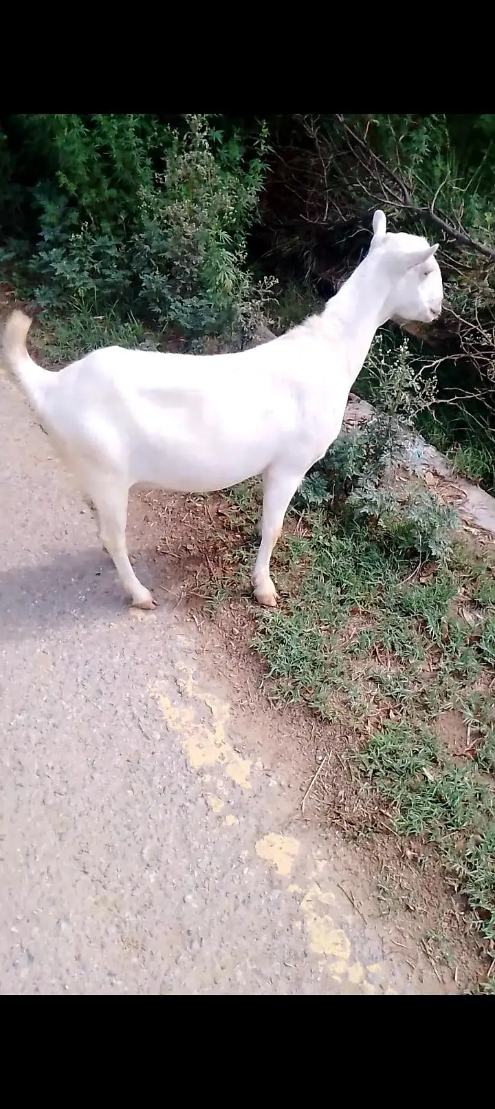 zero size pure Ghaban Barbari Goat for sale — photo 3