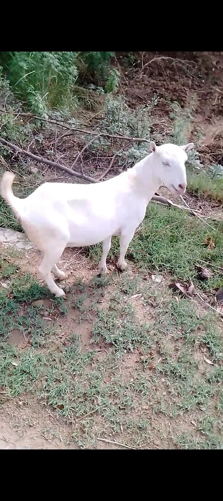 zero size pure Ghaban Barbari Goat for sale — photo 4