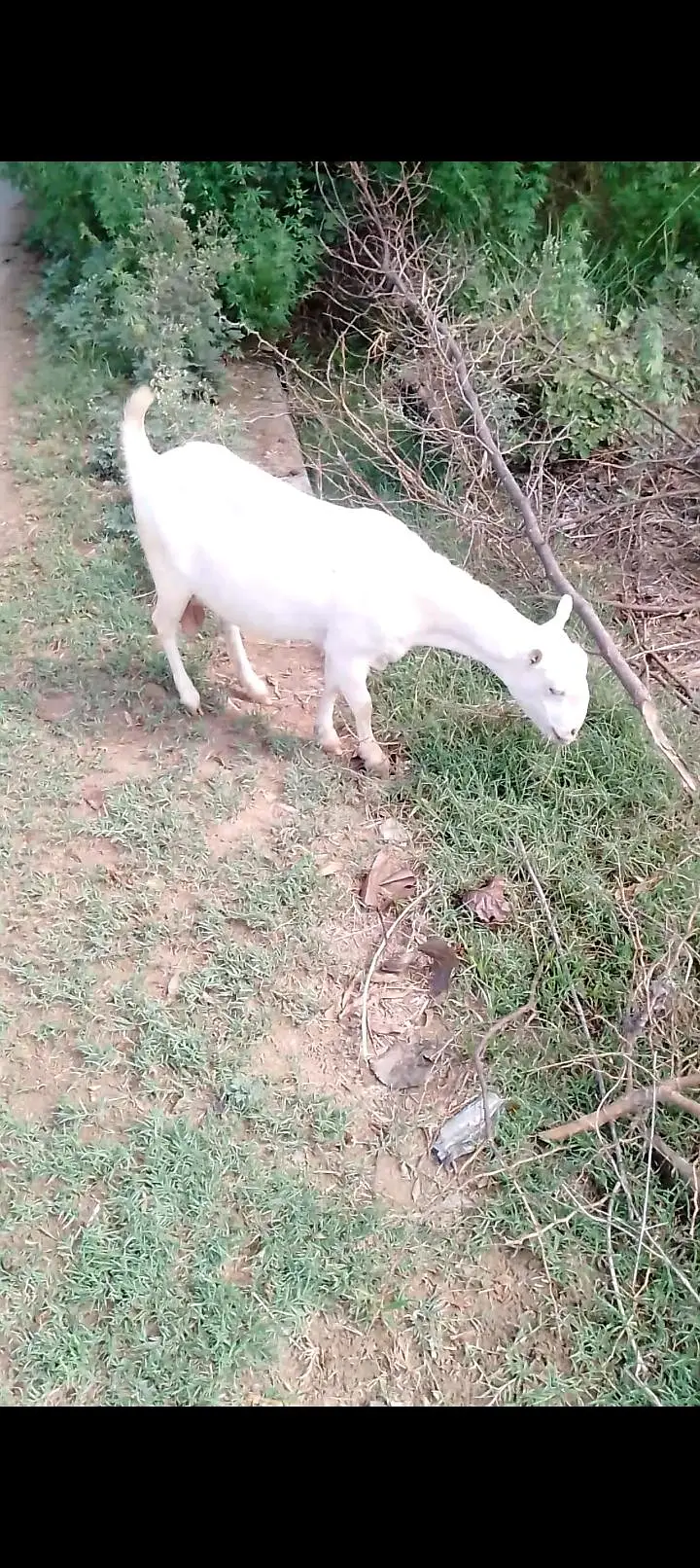 zero size pure Ghaban Barbari Goat for sale — photo 5