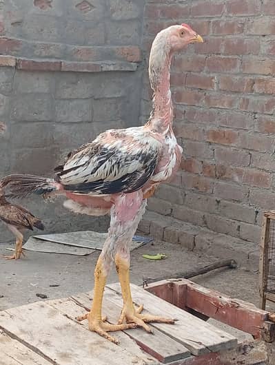 java aseel chicks