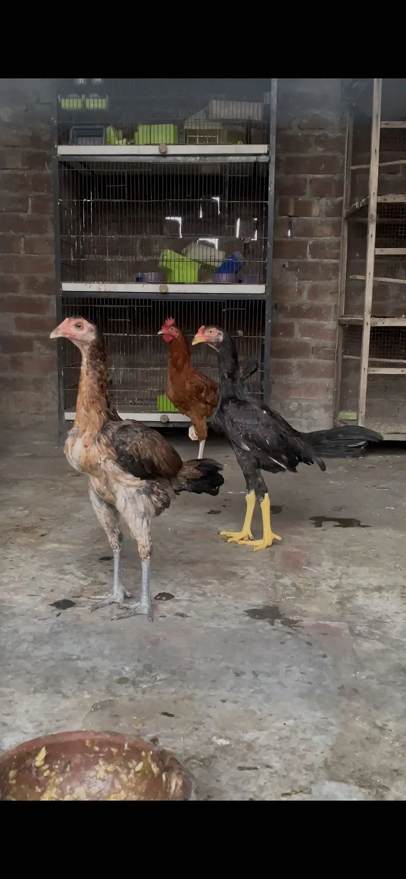 Aseel Pair — photo 6