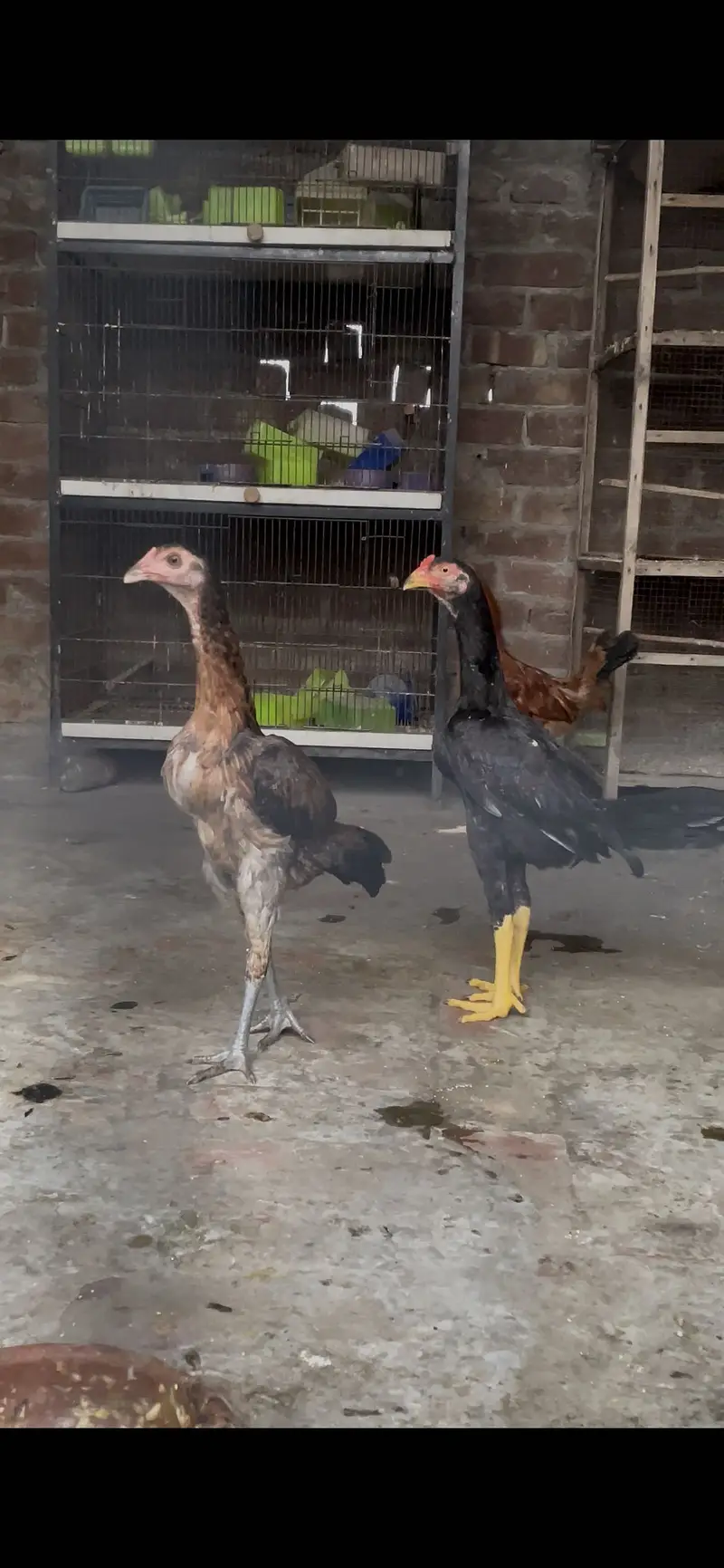 Aseel Pair — photo 7