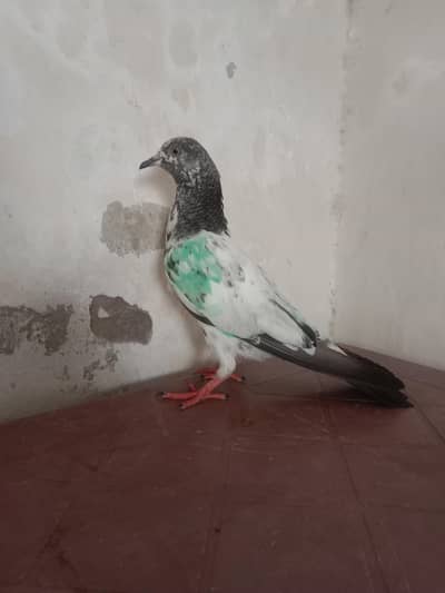 ROYAL TEDDY PIGEON BABY FOR SELL