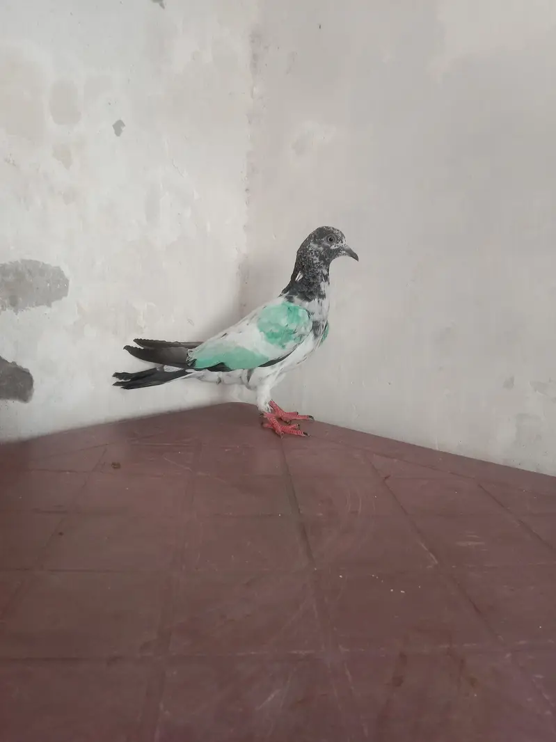 ROYAL TEDDY PIGEON BABY FOR SELL — photo 2