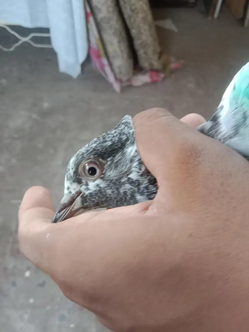 ROYAL TEDDY PIGEON BABY FOR SELL — photo 3