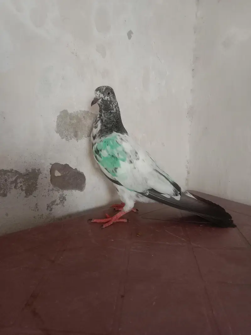 ROYAL TEDDY PIGEON BABY FOR SELL — photo 4