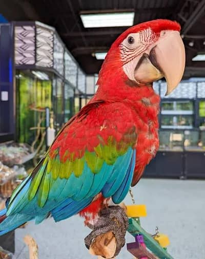 All big birds For sell Available in islamabad