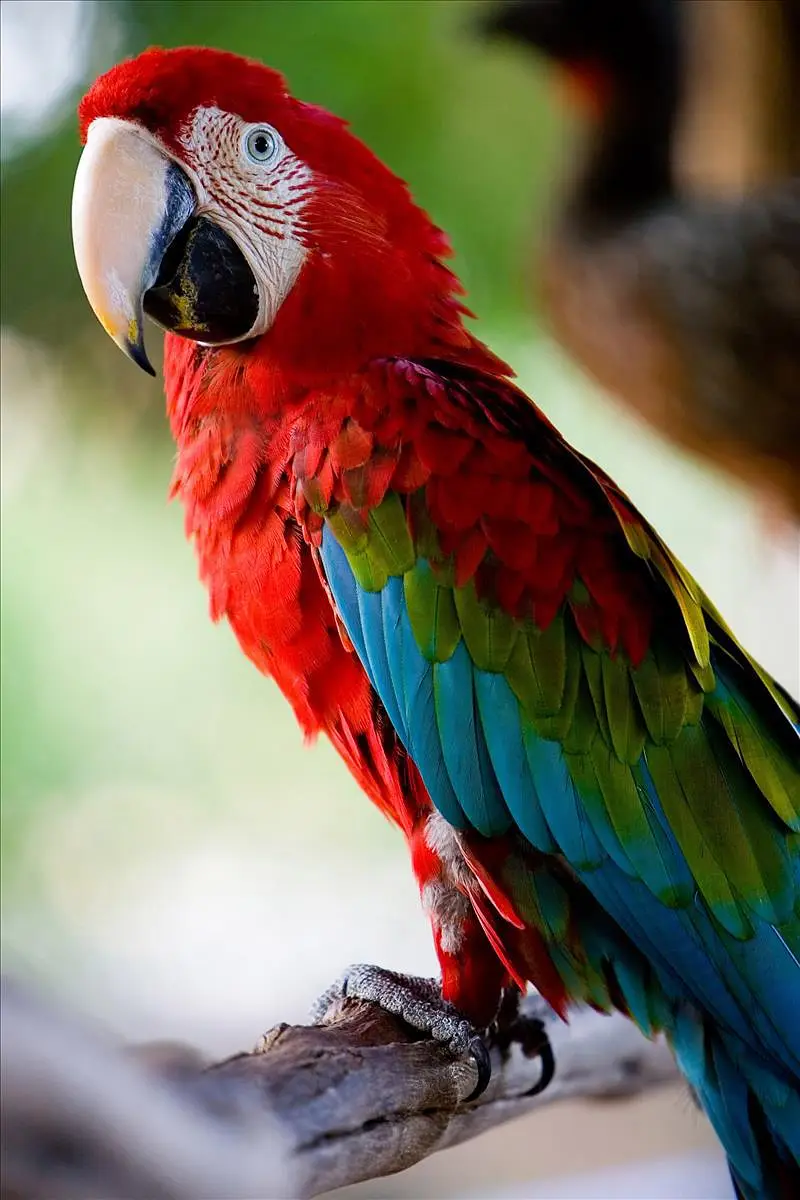 All big birds For sell Available in islamabad — photo 2