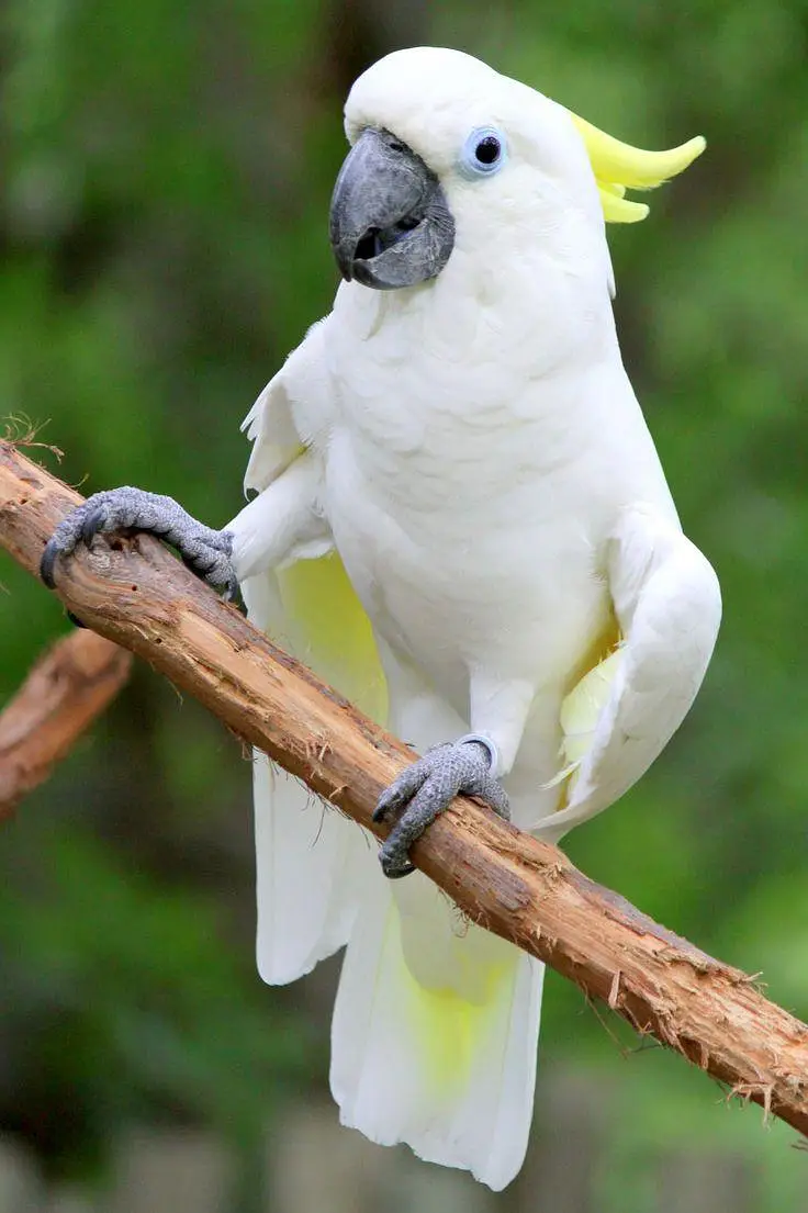 All big birds For sell Available in islamabad — photo 3
