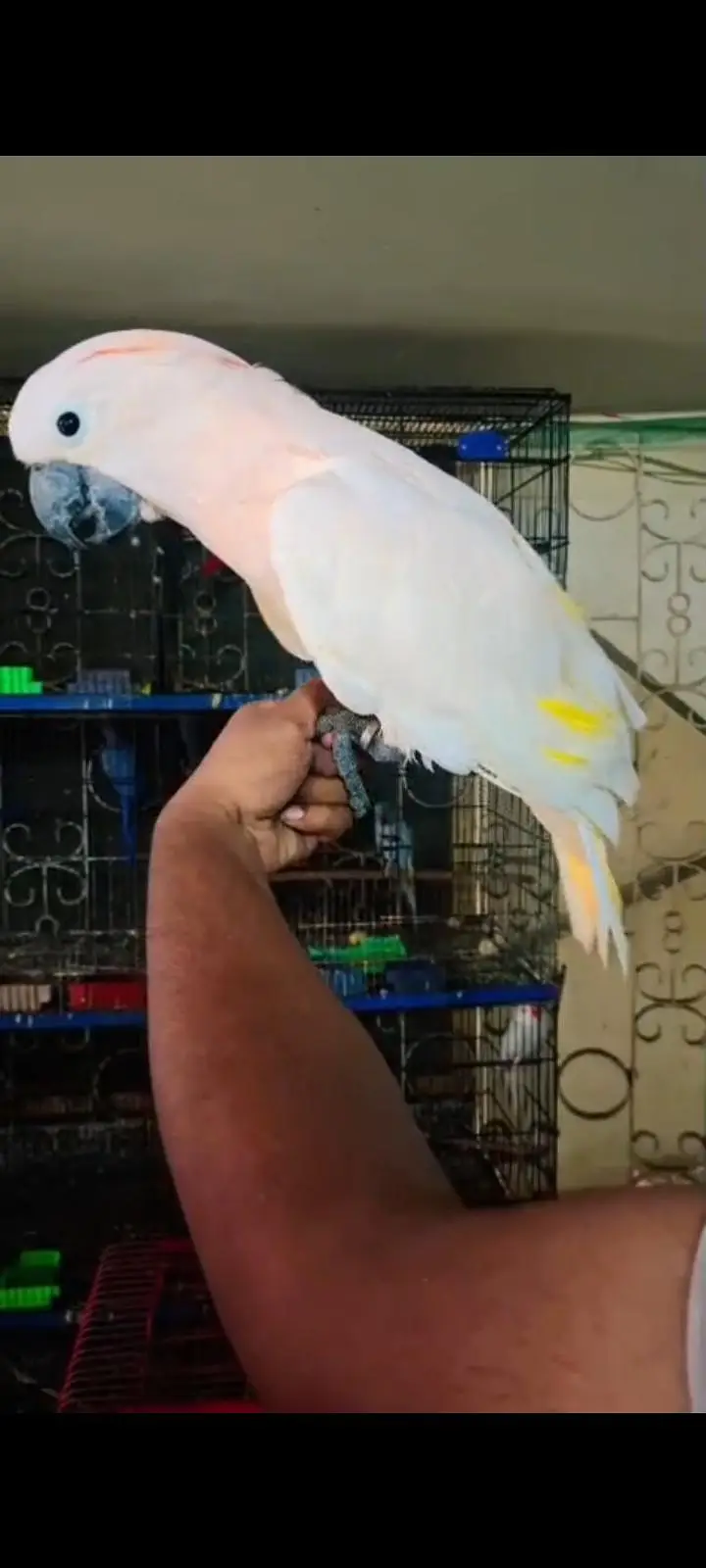 All big birds For sell Available in islamabad — photo 4