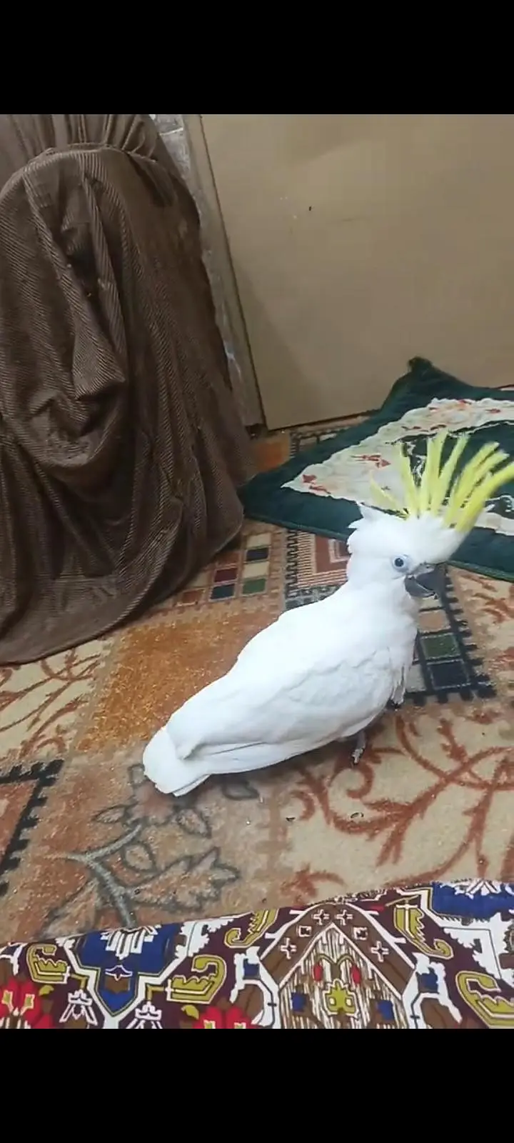 All big birds For sell Available in islamabad — photo 5