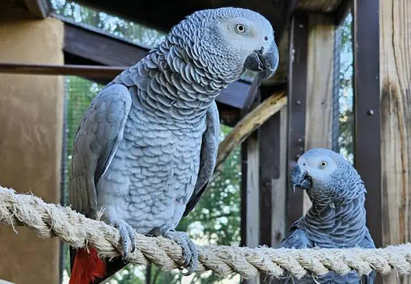 All big birds For sell Available in islamabad — photo 7