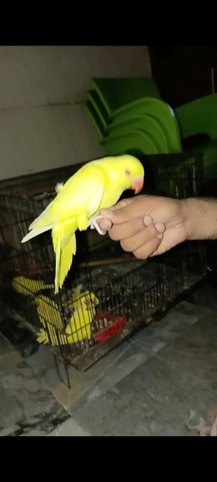 All big birds For sell Available in islamabad — photo 8