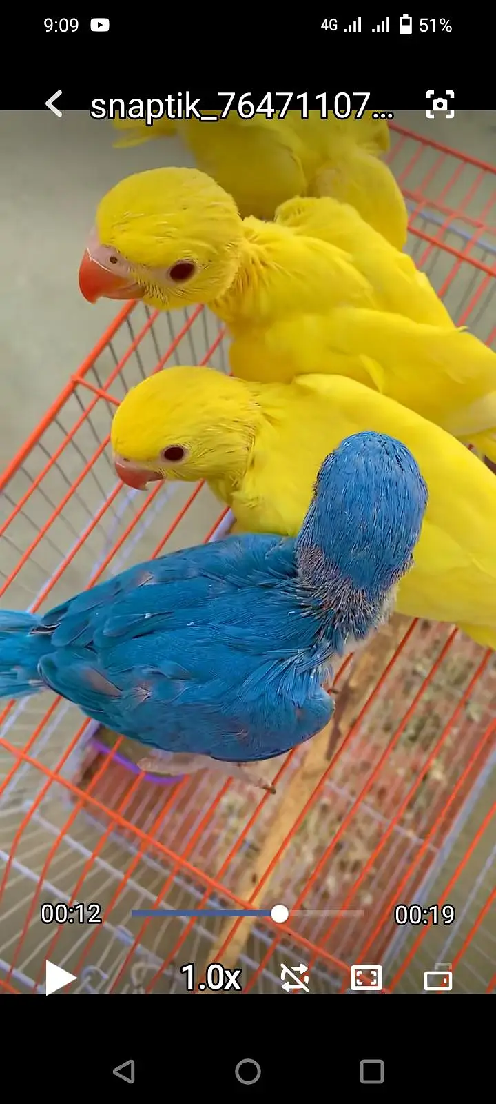All big birds For sell Available in islamabad — photo 9