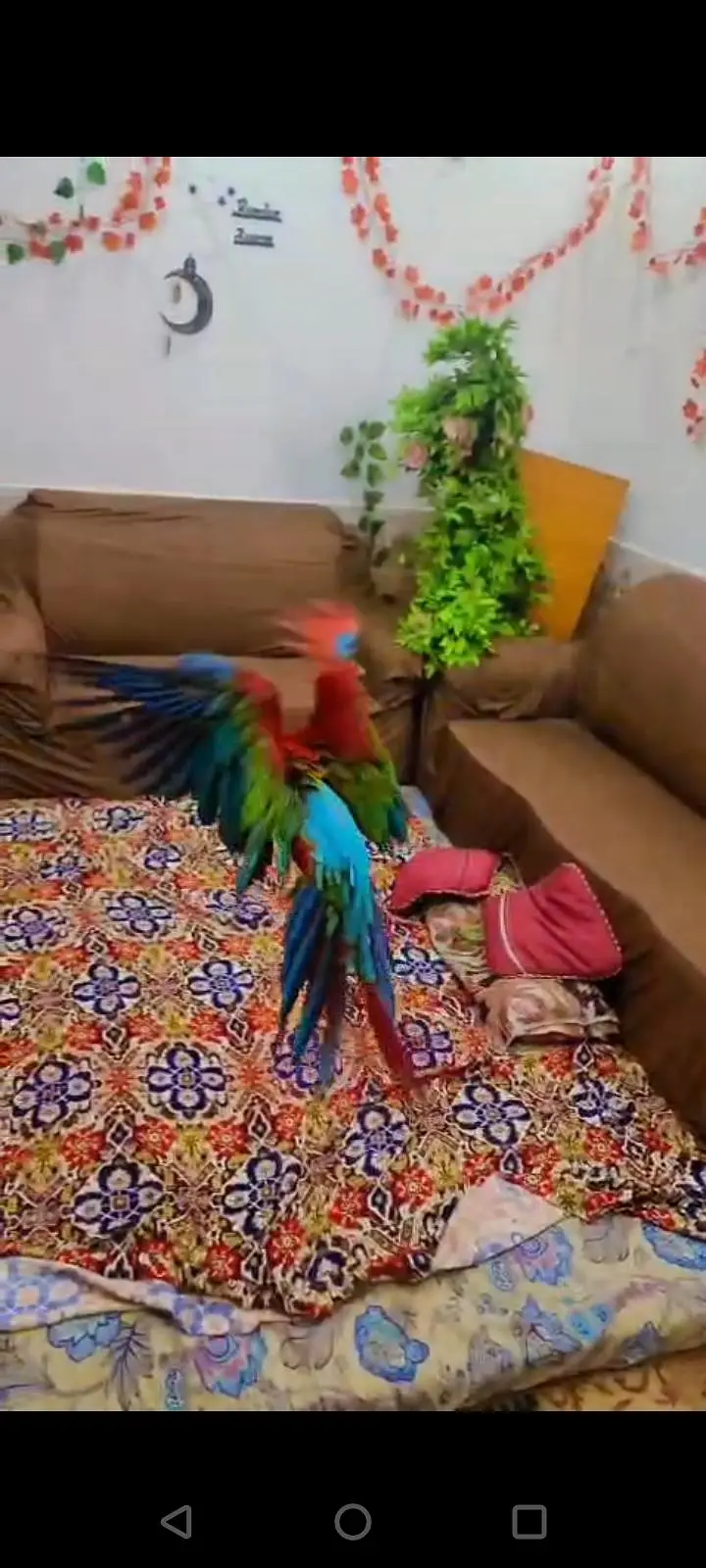 All big birds For sell Available in islamabad — photo 10