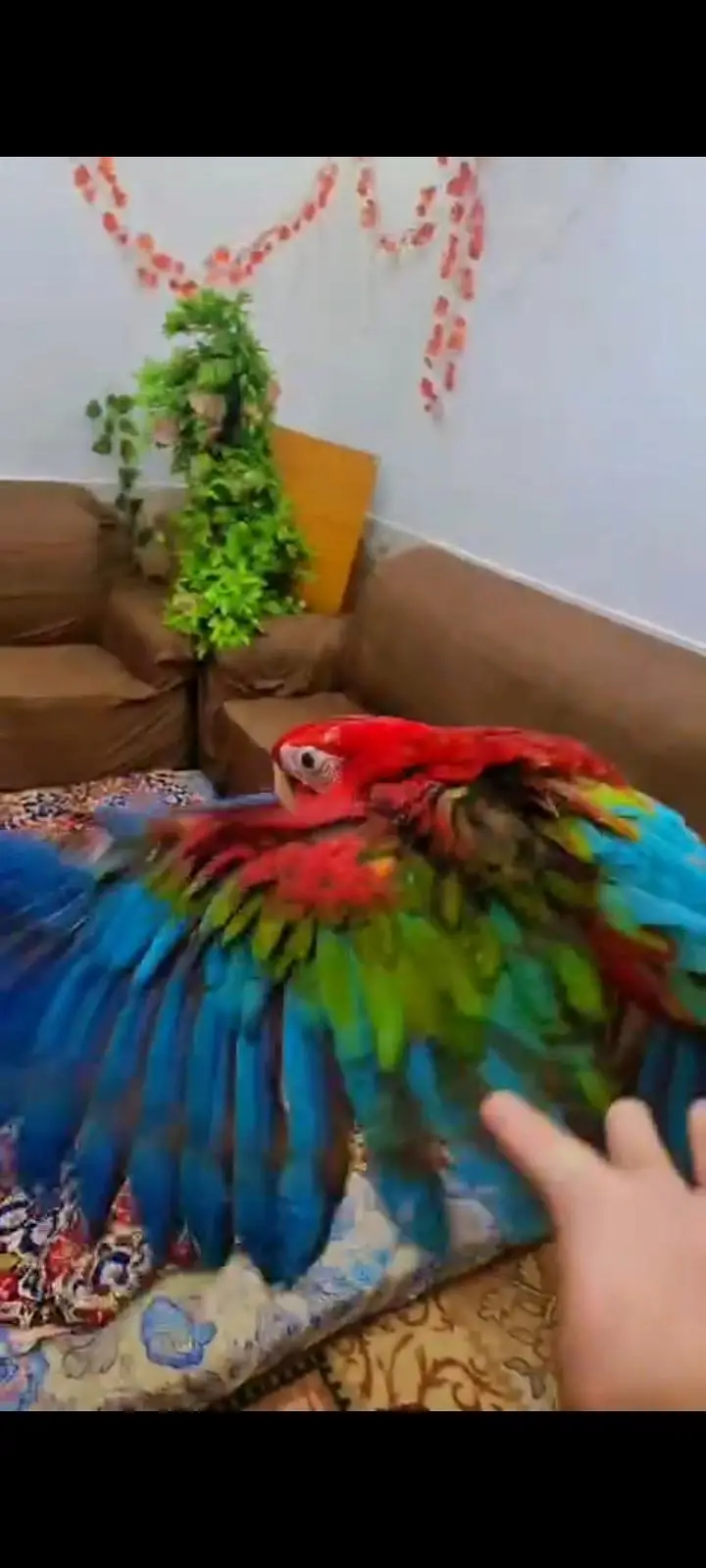 All big birds For sell Available in islamabad — photo 11