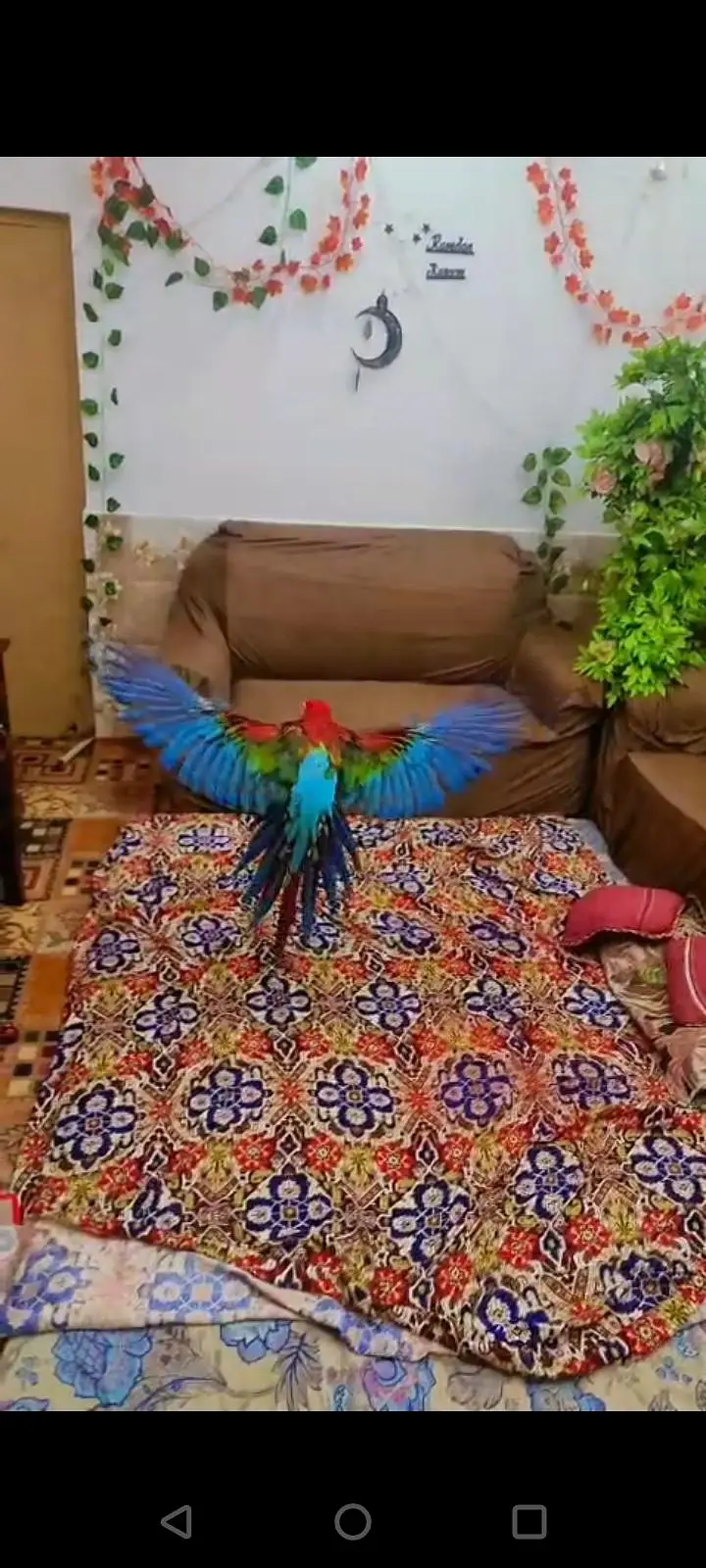 All big birds For sell Available in islamabad — photo 12