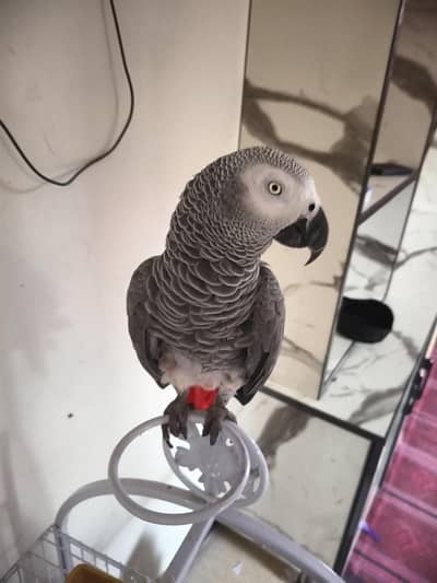 African grey parrot