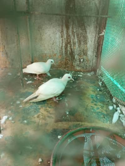 kummray white 2 pairs full grown