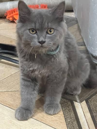 cat for sale