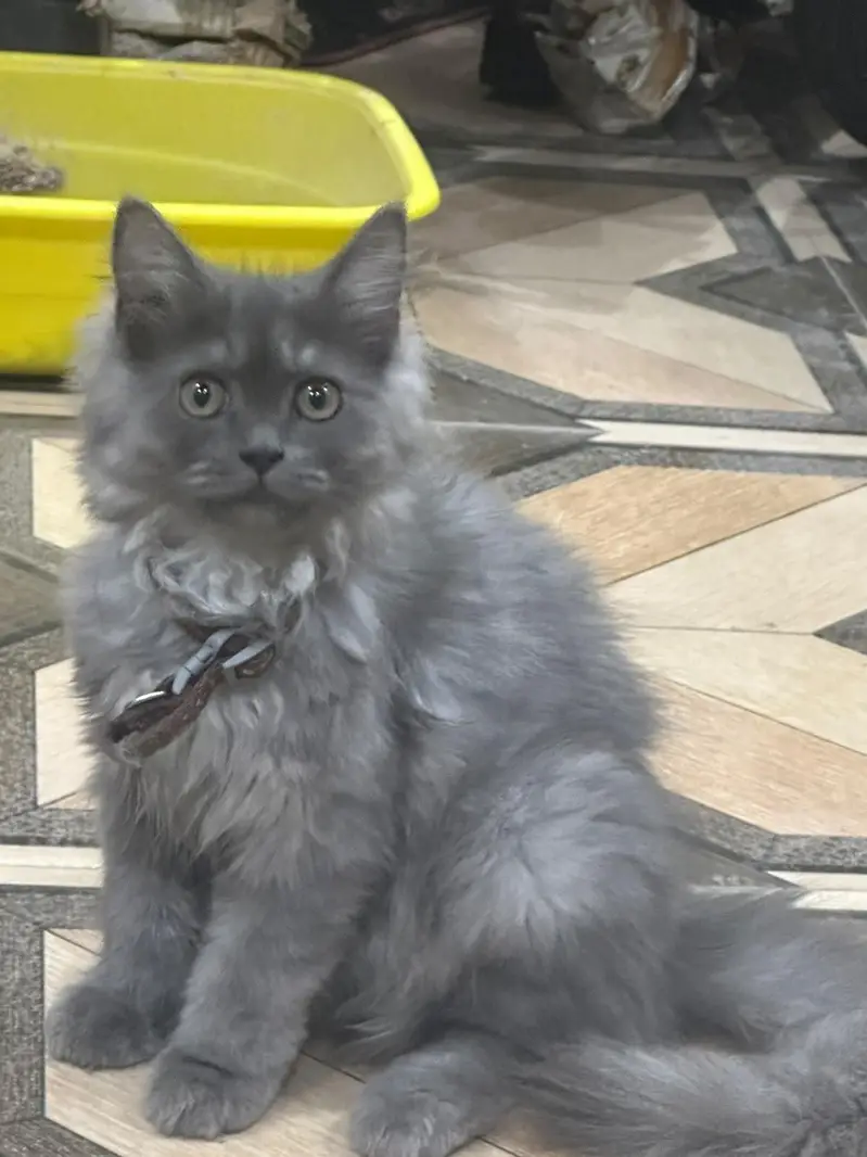 cat for sale — photo 2