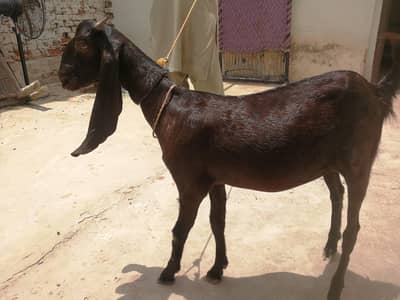 mahki chni path sinde
