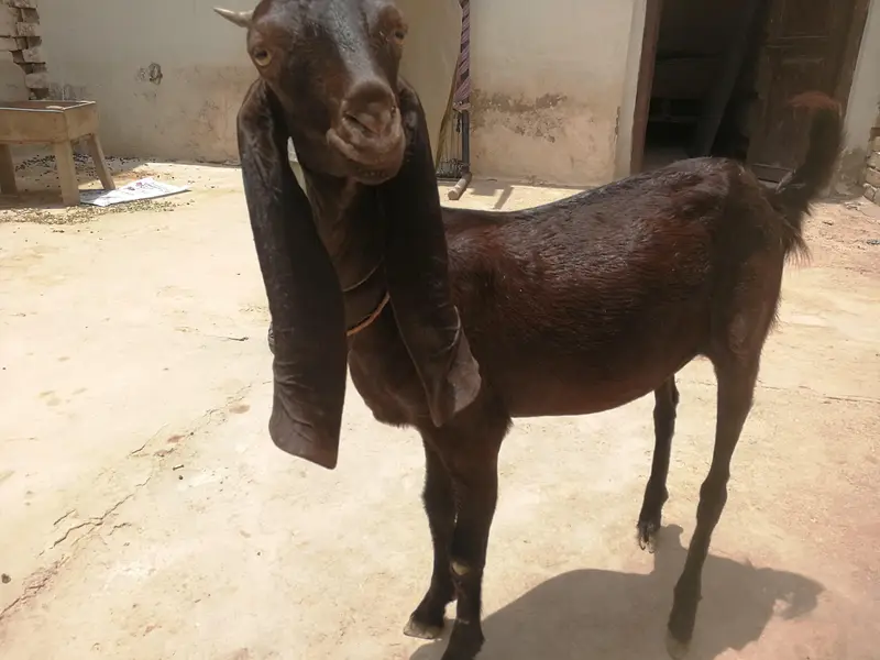 mahki chni path sinde — photo 2