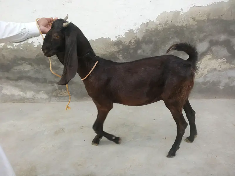 mahki chni path sinde — photo 3