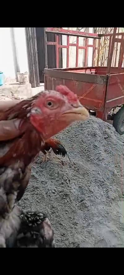 high quality murga for sale and exchange