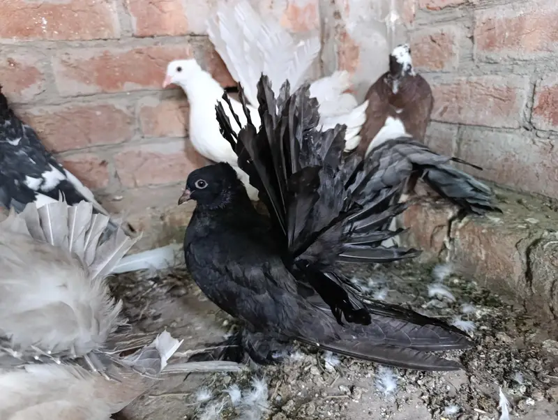 Indian American Fantails — photo 4