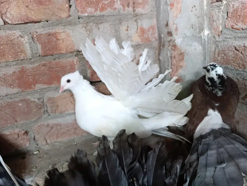 Indian American Fantails — photo 5