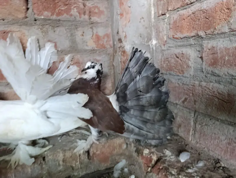Indian American Fantails — photo 8