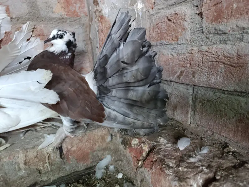 Indian American Fantails — photo 9