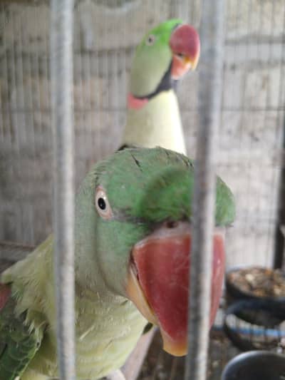 Raw parrot pair   /Pahri Tottay