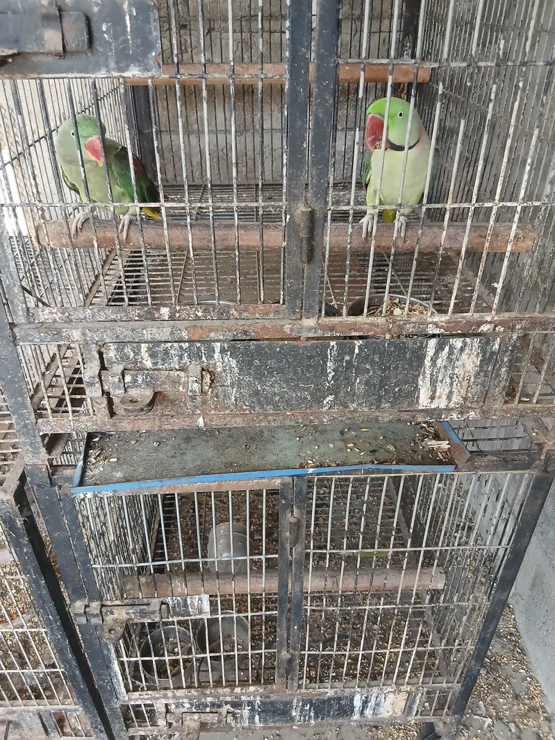 Raw parrot pair   /Pahri Tottay — photo 2