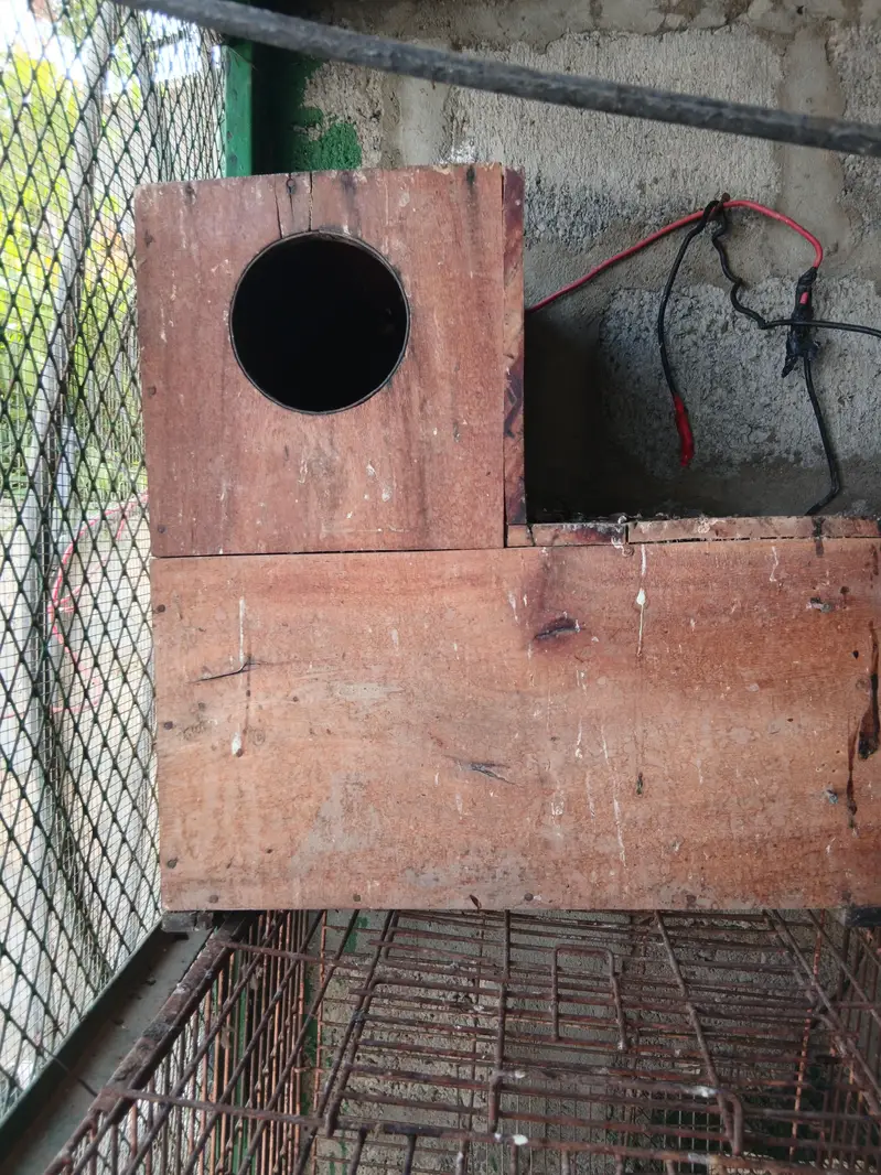 Raw parrot pair   /Pahri Tottay — photo 3