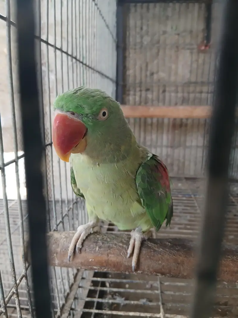 Raw parrot pair   /Pahri Tottay — photo 4