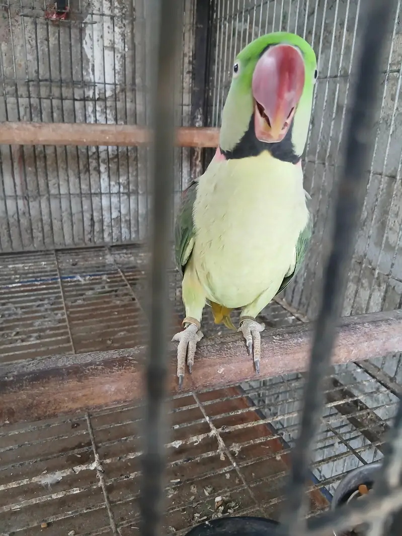 Raw parrot pair   /Pahri Tottay — photo 5