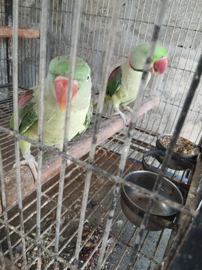 Raw parrot pair   /Pahri Tottay — photo 6
