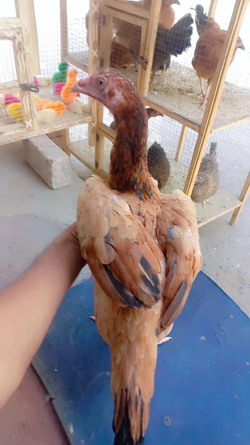 aseel beg size sindi madi — photo 2