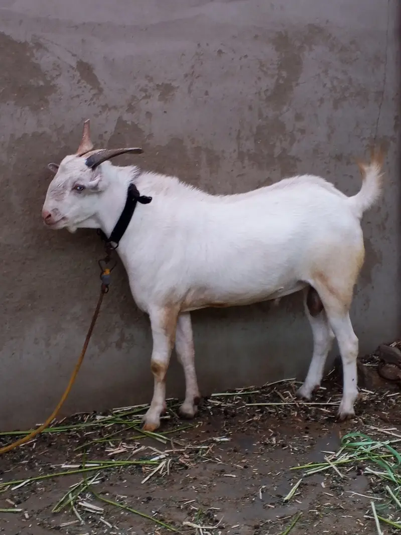 gulabi teda 2 dant breeder — photo 2