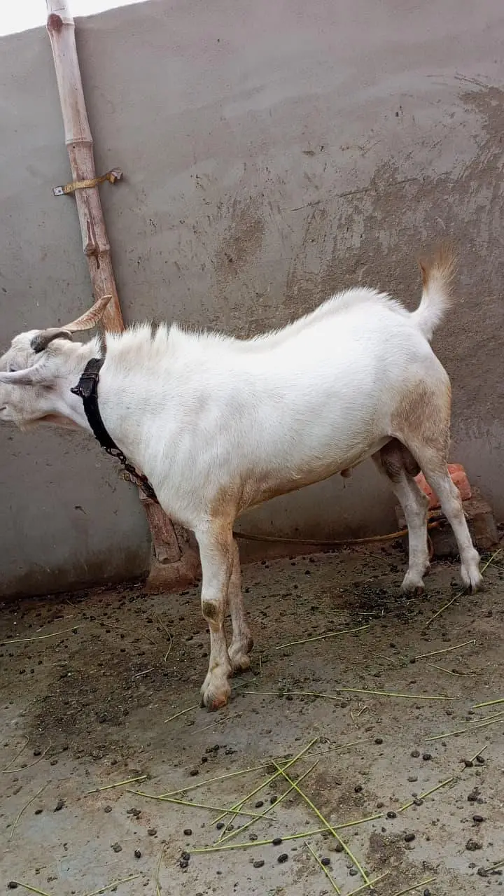 gulabi teda 2 dant breeder — photo 4