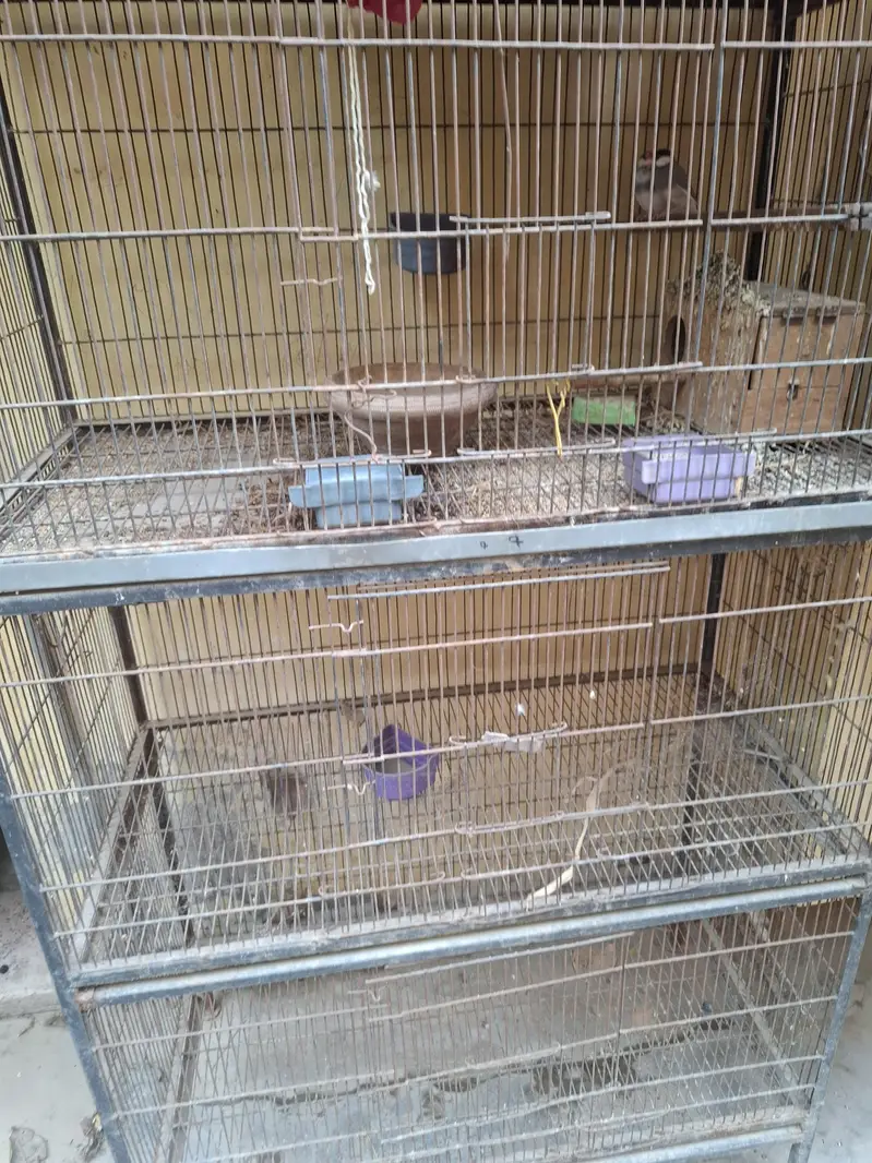 birds cage for sale — photo 3